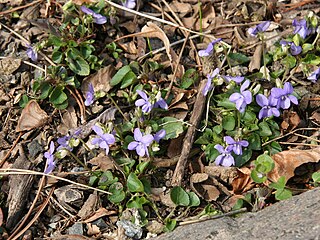 <i>Viola missouriensis</i> Species of plant