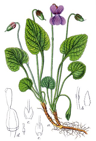 <i>Viola uliginosa</i> Species of flowering plant