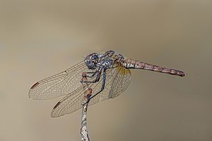 Violet dropwing (Trithemis annulata) female Cyprus.jpg