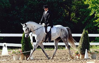 <span class="mw-page-title-main">Hungarian Sport Horse</span> Breed of horse