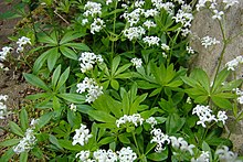 Waldmeister (Mai) .JPG