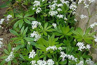 <i>Galium odoratum</i> Species of plant