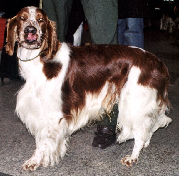 File:Walijski springer spaniel 739.jpg