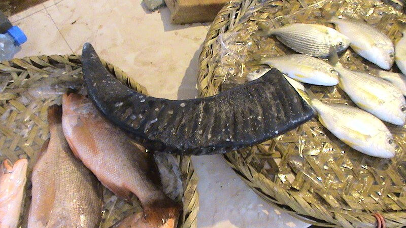 File:Water buffalo horn 01.JPG