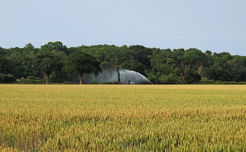 File:Watering the Crops, near Park Farm, Wrentham - geograph.org.uk - 5835990.jpg