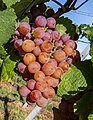 * Nomination Gewürztraminer-Weintraube, Deutsche Weinstrasse, Rheinland-Pfalz --Fischer.H 08:31, 22 September 2019 (UTC) * Promotion You need to fix that category, what grape is it? --Poco a poco 09:11, 22 September 2019 (UTC) Done--Fischer.H 16:03, 22 September 2019 (UTC)  Support Good quality. --Poco a poco 18:18, 23 September 2019 (UTC)