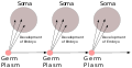 Image 13August Weismann's germ plasm theory. The hereditary material, the germ plasm, is confined to the gonads. Somatic cells (of the body) develop afresh in each generation from the germ plasm. (from History of genetics)