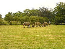 Cinco elefantes caminando en fila por un campo.  Cada elefante sostiene la cola del que está al frente con su trompa.  El segundo y el cuarto son jóvenes mientras que los demás son adultos.  Están siendo escoltados por varios manipuladores.