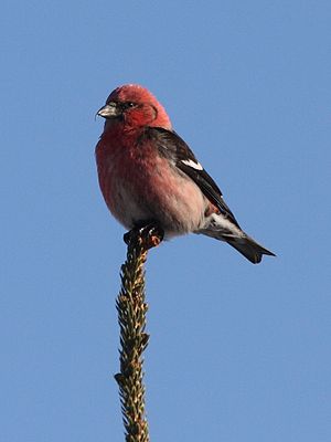 Käbilind: Linnuperekond