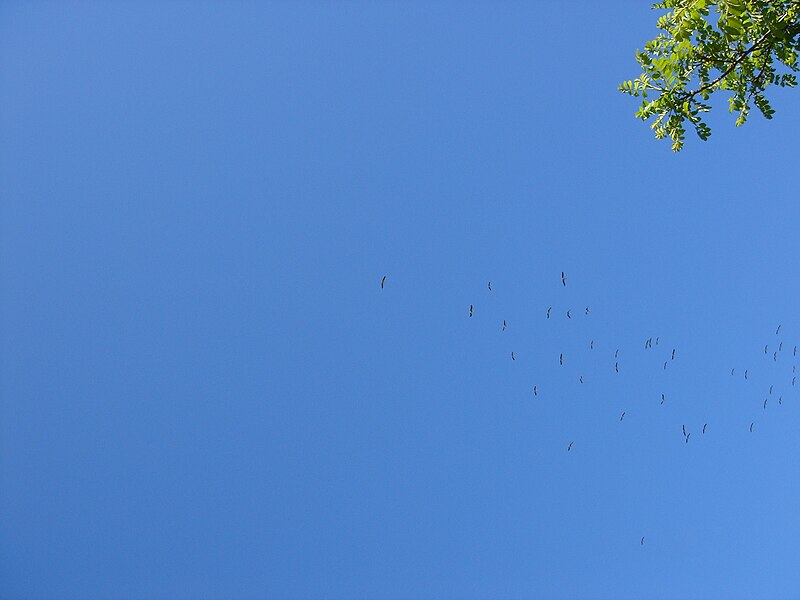 File:White Storks Migrating Northwards Over Bental Mountain DSC00704.JPG