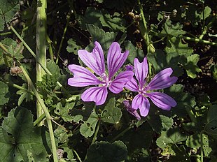 Almindelig Katost (Malva silvestris)