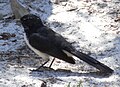 Willie Wagtail (Rhipidura leucophrys) Myall Lakes National Park