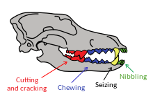 Dentition of an Ice Age wolf showing functions of the teeth Wolf dentition in the Ice Age.svg