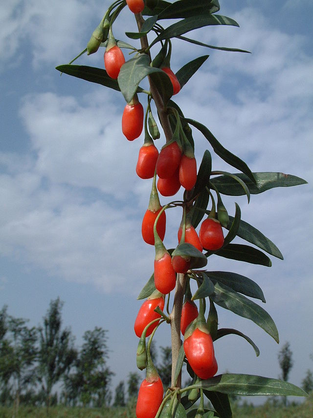 Wolfberry Farm Berries Closeup Ningxia 174, From WikimediaPhotos