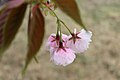 S178 八重紅大島 Yaebenioshima 花の写真