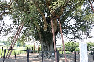 横室の大カヤ