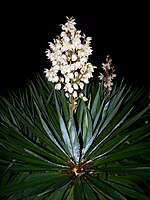 Yucca image taken at night