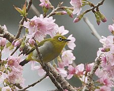 Південний окулярник на вишні Prunus cerasoides