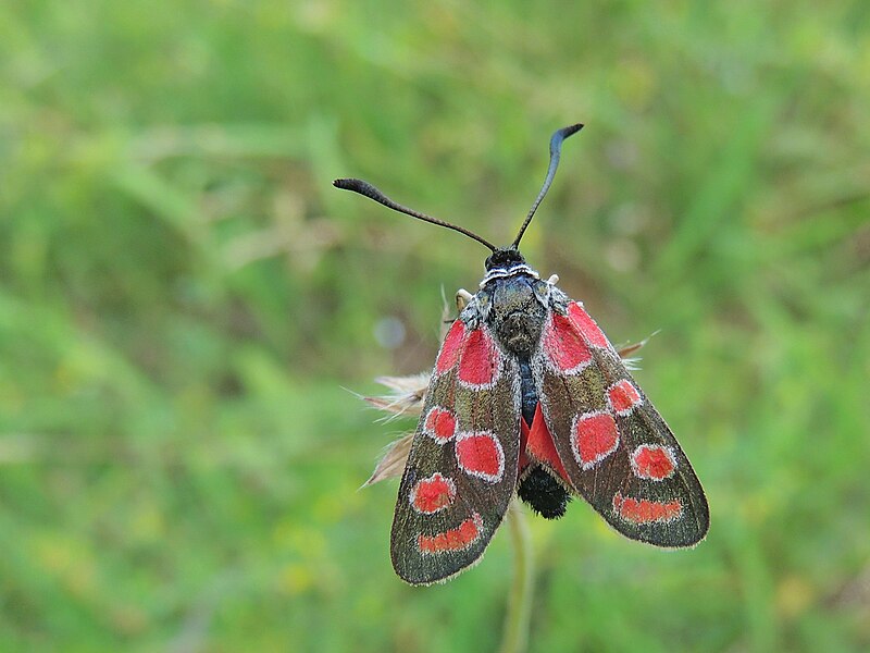 File:Zygaena carniolica (27753716674).jpg