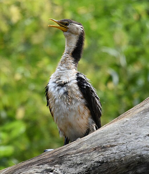 File:(1)Little pied cormorant-4.jpg