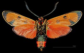 Zygaena fausta – mounted specimen - male ventral