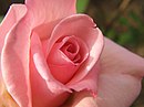 (RaBoe) Rose 01.jpg