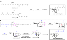 (a) Key precursors A and B for the synthesis of proto-daphniphylline. (b) Mechanisms for converting dialdehyde A to proto-daphniphylline. (a) Key precursors A and B for the synthesis of proto-daphniphylline. (b) Mechanisms for converting dialdehyde A to proto-daphniphylline..png