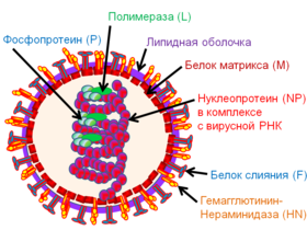 Micrografia eletrônica de um SeV.