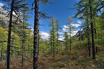 Midden Sakukan