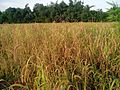 Millet fields in Bangladesh