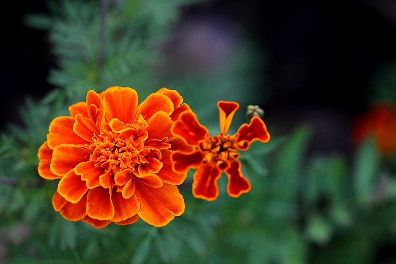 File:ดาวเรืองฝรั่งเศส ( French Marigolds ) (1).jpg