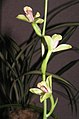 四季新品梅 Cymbidium ensifolium 'New Prune' -香港沙田國蘭展 Shatin Orchid Show, Hong Kong- (12167782093).jpg