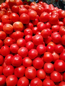 山东寿光西红柿