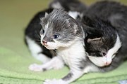 Category:from One To Two Weeks Old Kittens - Wikimedia Commons