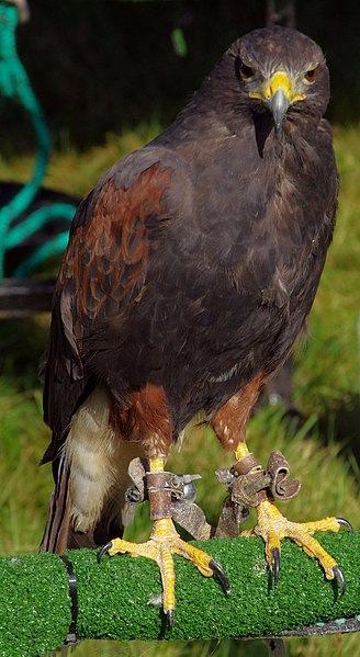 File:19.9.15 Huddlesford Canal Gathering 026 (21526513916).jpg