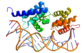 Crystallographic structure of transcription factor II B (top; rainbow colored, N-terminus = blue, C-terminus = red) complexed with double stranded DNA (bottom).