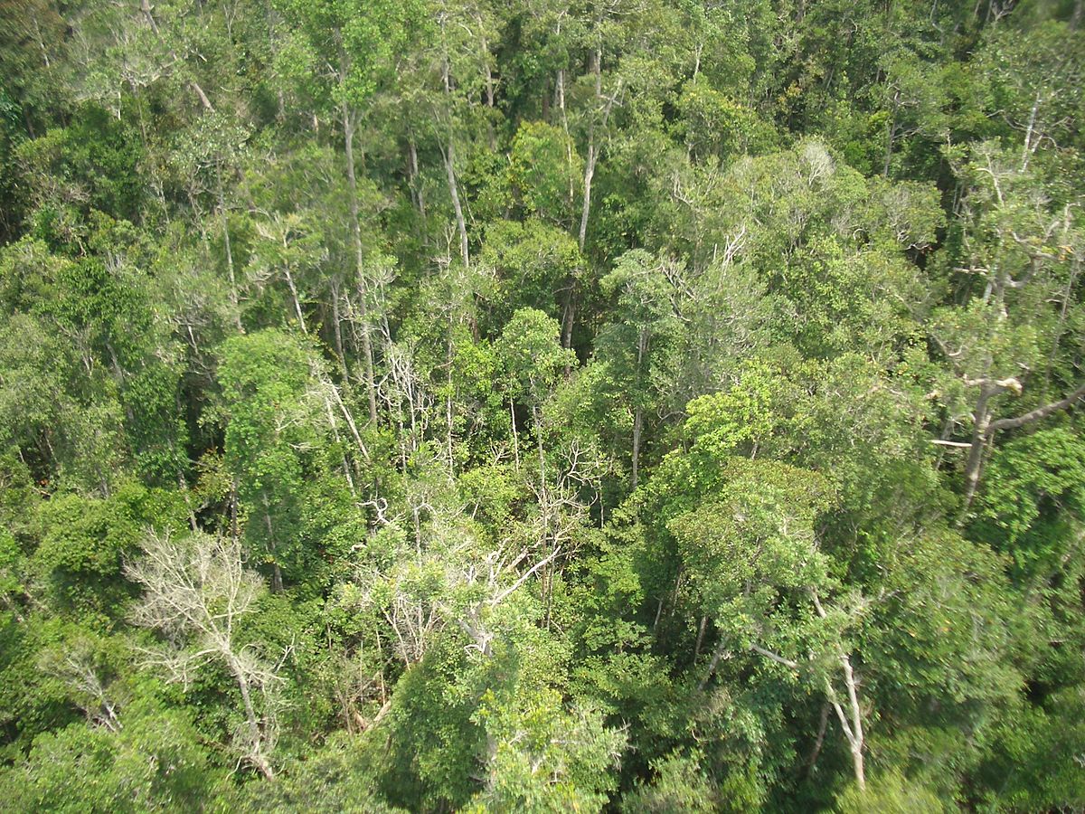 Wilayah amerika selatan didominasi oleh hutan hujan tropis yang lebat bahkan terlebat di dunia hal tersebut dikarenakan wilayah amerika selatan memiliki karakteristik berikut ini kecuali