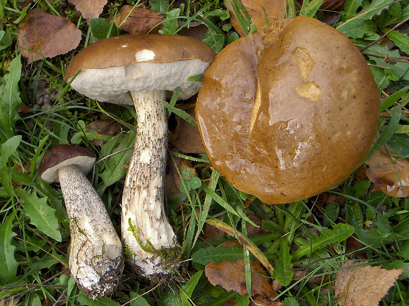 File:2007-10-13 Leccinum scabrum (Bull.) Gray 12300 crop.jpg