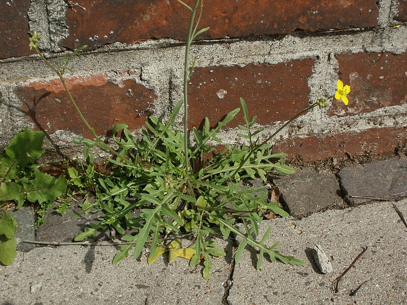 File:20120629Diplotaxis tenuifolia2.jpg