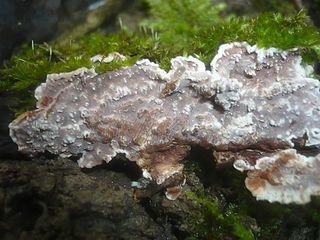 <i>Heteroradulum</i> Genus of fungi