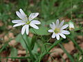 Waldschutzgebiet, noch klären