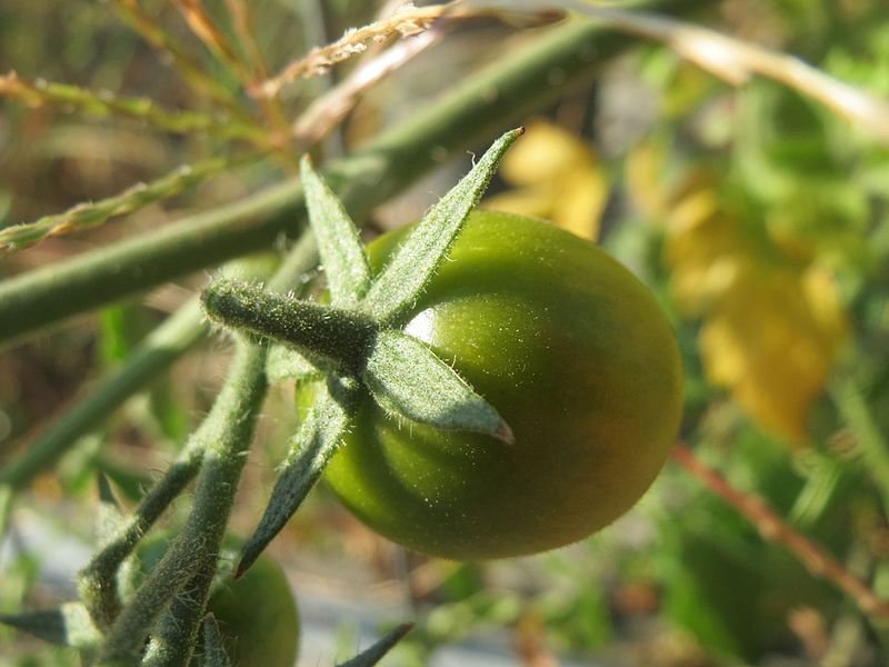 File:20160913Solanum lycopersicum1.jpg