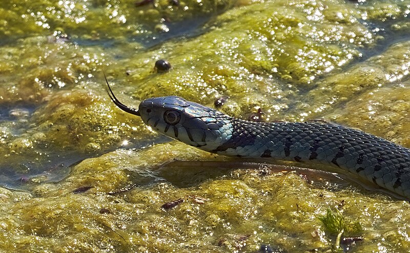 File:2018.06.04.-19-Baggersee Fuchs&Gros-Eggenstein-Leopoldshafen--Ringelnatter.jpg