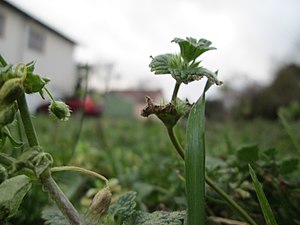 20180103Lamium amplexicaule2.jpg