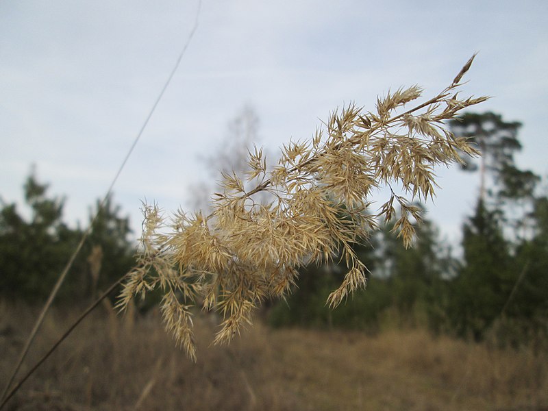 File:20190223Calamagrostis epigejos2.jpg