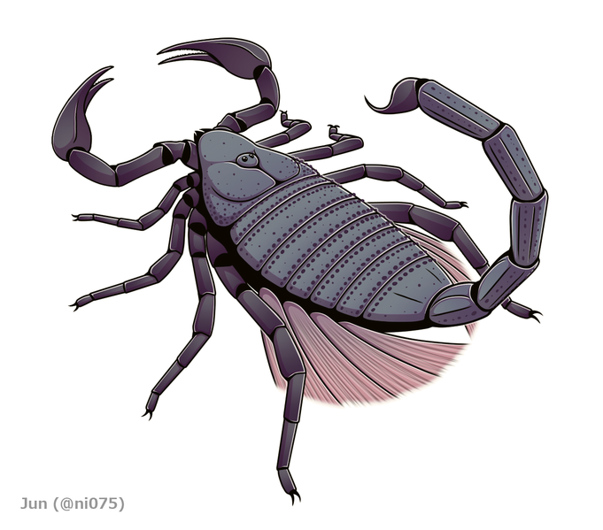 File:20200620 Waeringoscorpio westerwaldensis.png