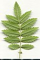 * Nomination Sorbus aucuparia. Leaf abaxial side. --Knopik-som 23:33, 22 October 2021 (UTC) * Promotion  Support Good quality. --Steindy 23:39, 22 October 2021 (UTC)