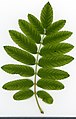 * Nomination Sorbus aucuparia. Leaf adaxial side. --Knopik-som 23:12, 19 September 2021 (UTC) * Promotion  Support Good quality. --Steindy 00:06, 20 September 2021 (UTC)