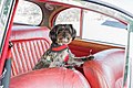 * Nomination: Event, Oldtimer-Rallye 1. Erfurt Classic: dog is "guarding" Jaguar MK2, year of construction 1965. --Stepro 21:46, 24 August 2021 (UTC) * * Review needed