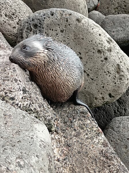 File:2021-09 Amsterdam Island - Subantarctic fur seal 23.jpg